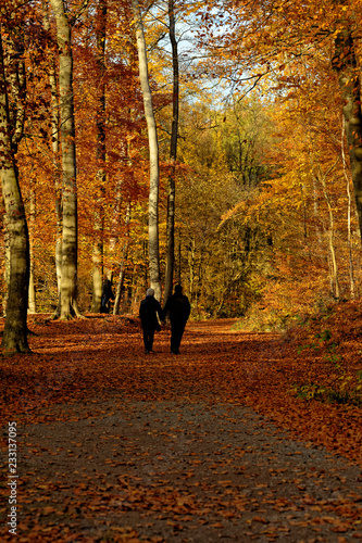 Herbstwald