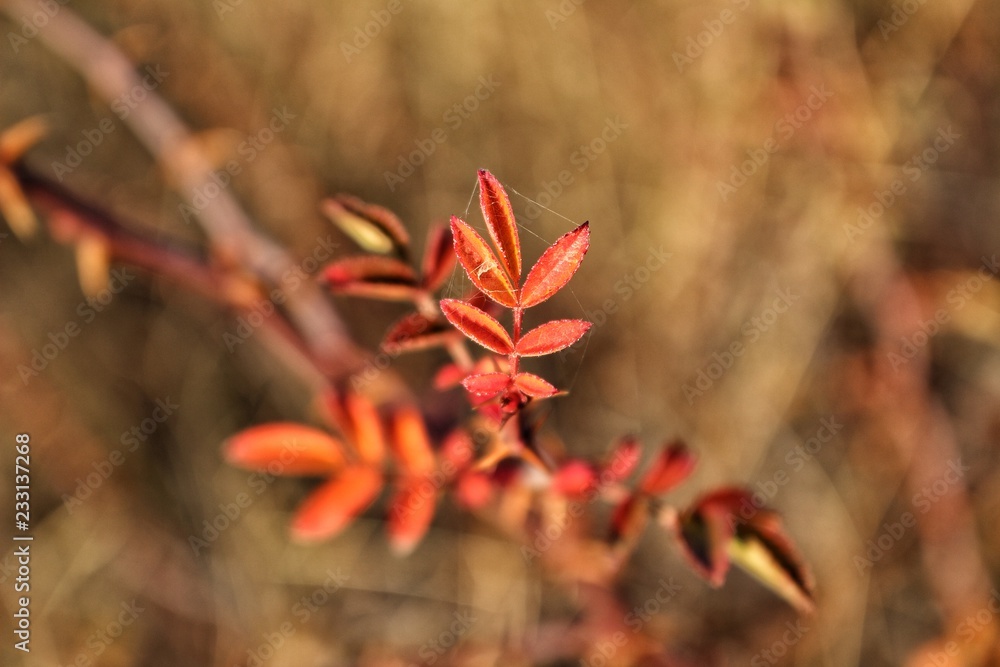 Close-up photo of a plant autumn red-orange leaves