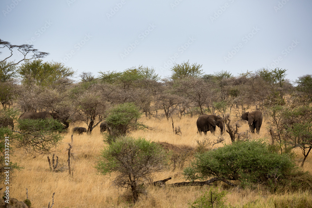 Elefant - Loxodonta africana Elefant - Loxodonta africana