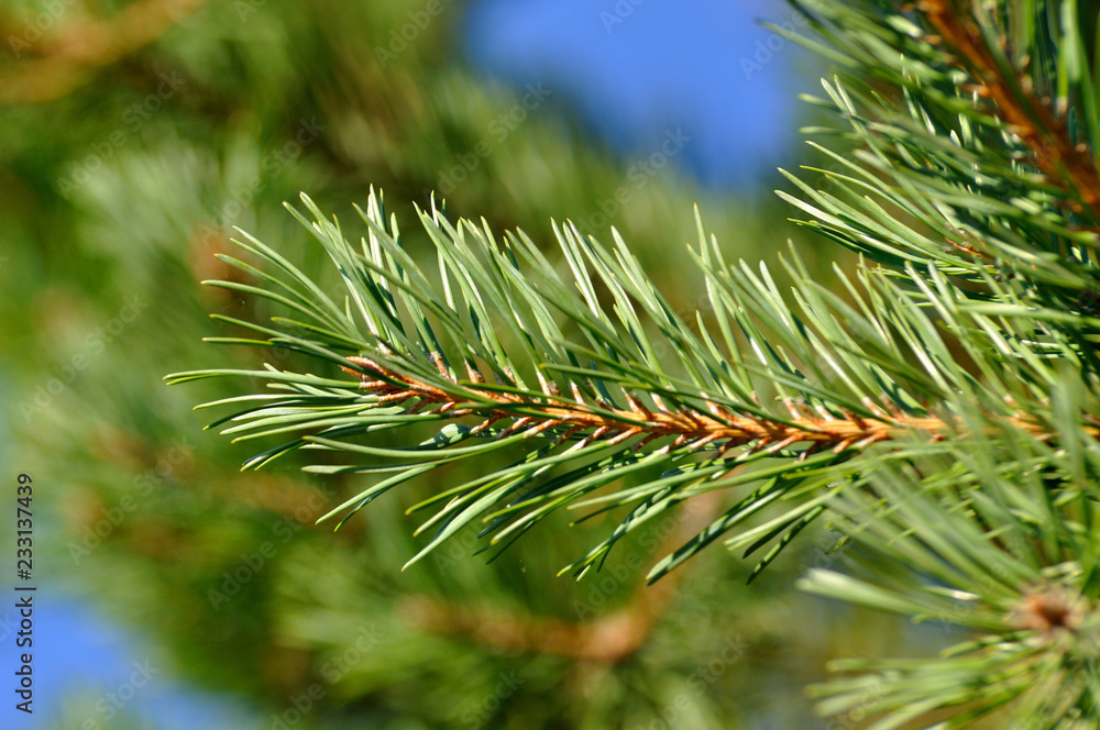 Colorful fresh green young pine branch with a young bud close-up Colorful fresh green young pine branch with a young bud close-up
