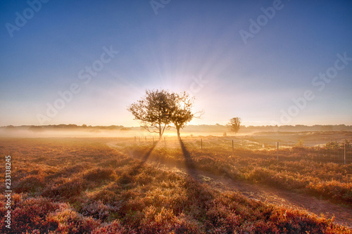 Beautiful sunrise with low hanging fog in a Dutch landscape with flowering heather. Shot against a clear sky.