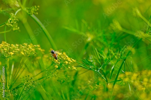 Honey bee on tiny flowers