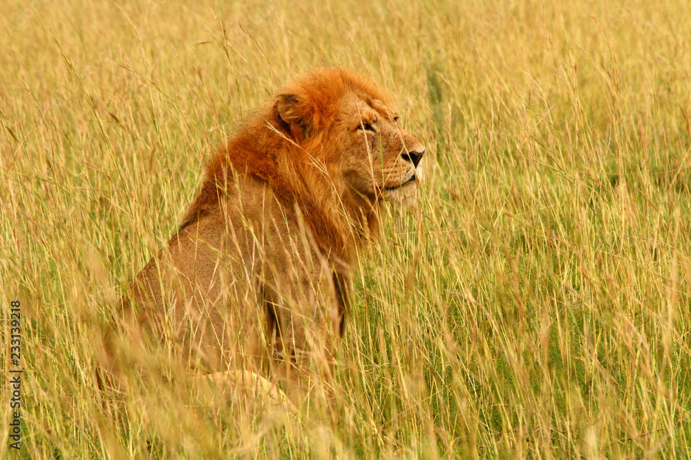 Male Lion Sitting in the Savannah