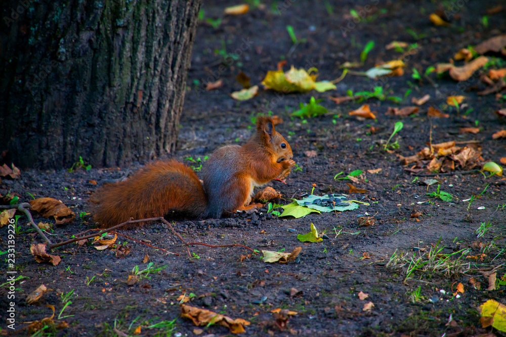 Fototapeta premium squirrel