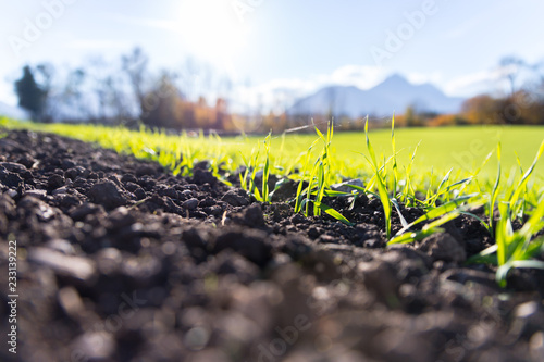 Bild auf Leinwand Fresh, green and fertile agricutlure plants, grass