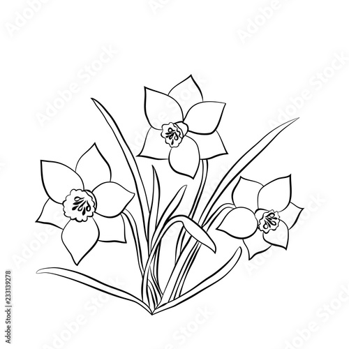 Fototapeta Naklejka Na Ścianę i Meble -  Elegance pattern with flowers narcissus