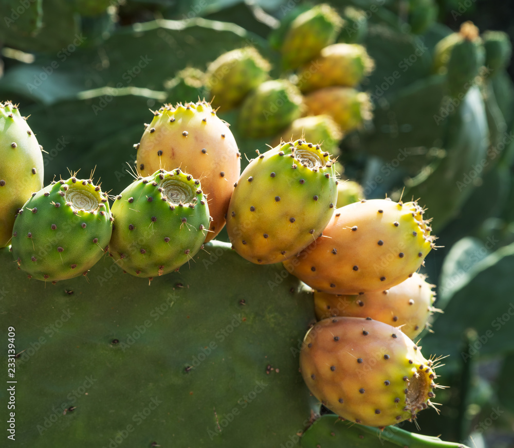 Opuntia fruit or prickly pear fruit in nature.