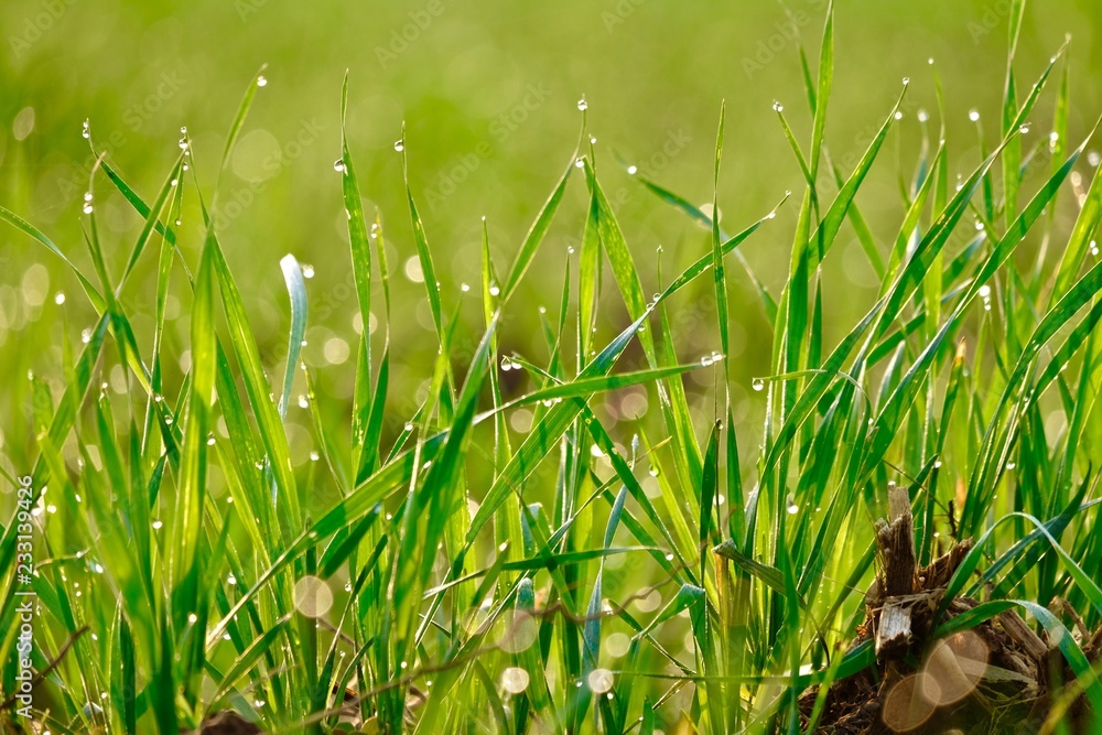 Obraz premium Wheat crop background