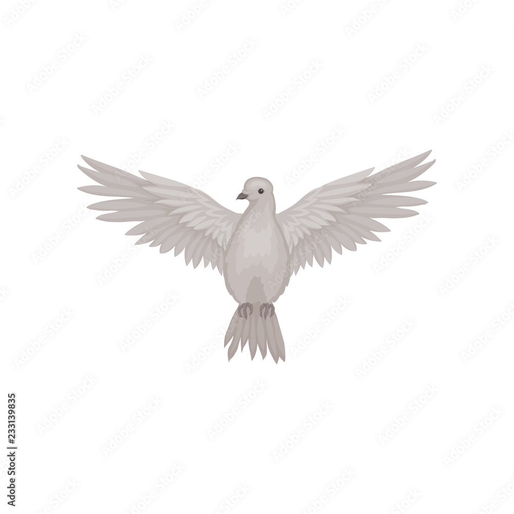 Gray dove in flying action with wide open wings, front view. Fauna theme. Flat vector for poster or ornithology book Gray dove in flying action with wide open wings, front view. Fauna theme. Flat vector for poster or ornithology book