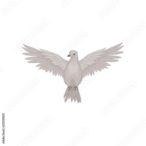 Gray dove in flying action with wide open wings, front view. Fauna theme. Flat vector for poster or ornithology book