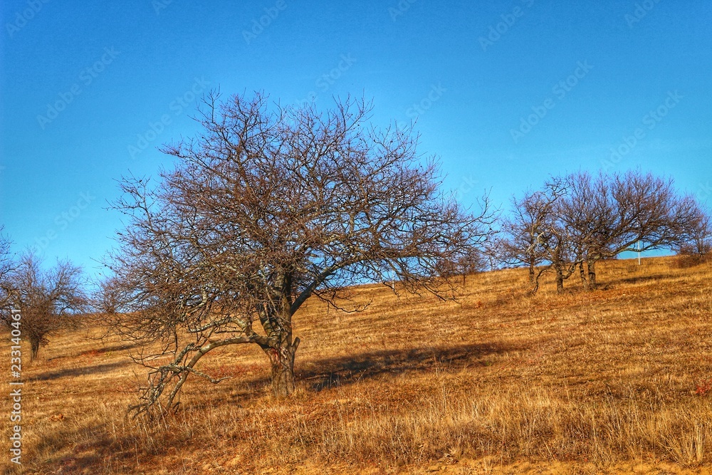 A scenic panoramic view of autumn trees, grass, fields and mountains during sunset at golden hour A scenic panoramic view of autumn trees, grass, fields and mountains during sunset at golden hour