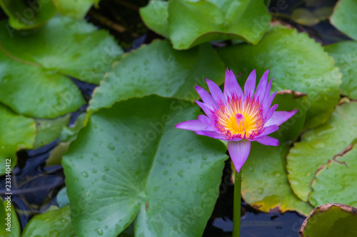 Lotus is a popular plant for home decoration in Asia.