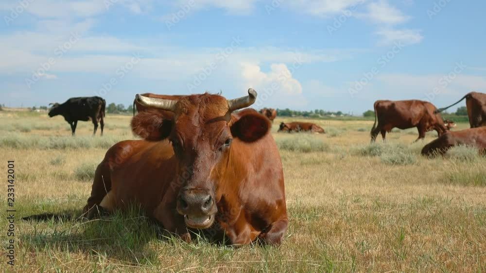Brown cow at summer green field Brown cow at summer green field