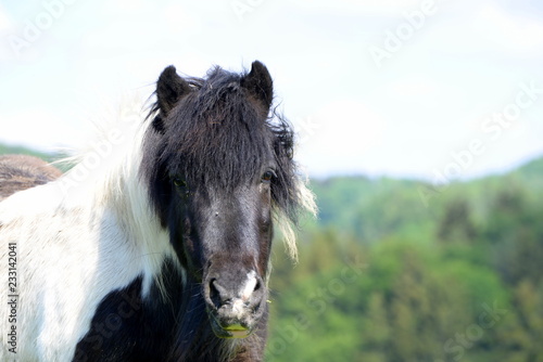Fototapeta Naklejka Na Ścianę i Meble -  Neugierig. Geschecktes Islandpferd blickt neugierig.