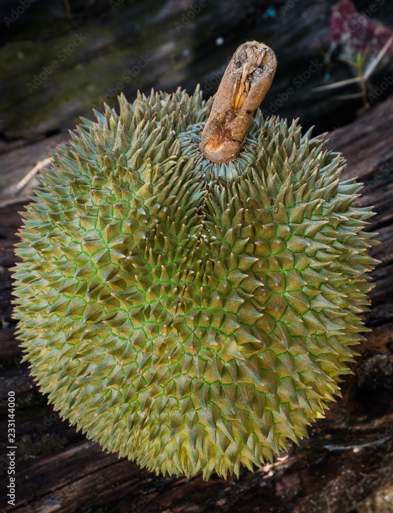 Durian is a fruit that is known as the king of fruits. The durian fruit is