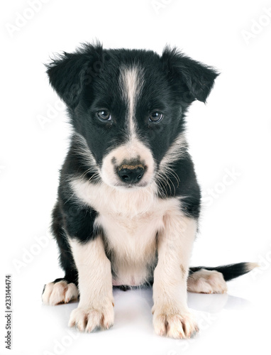 puppy border collie