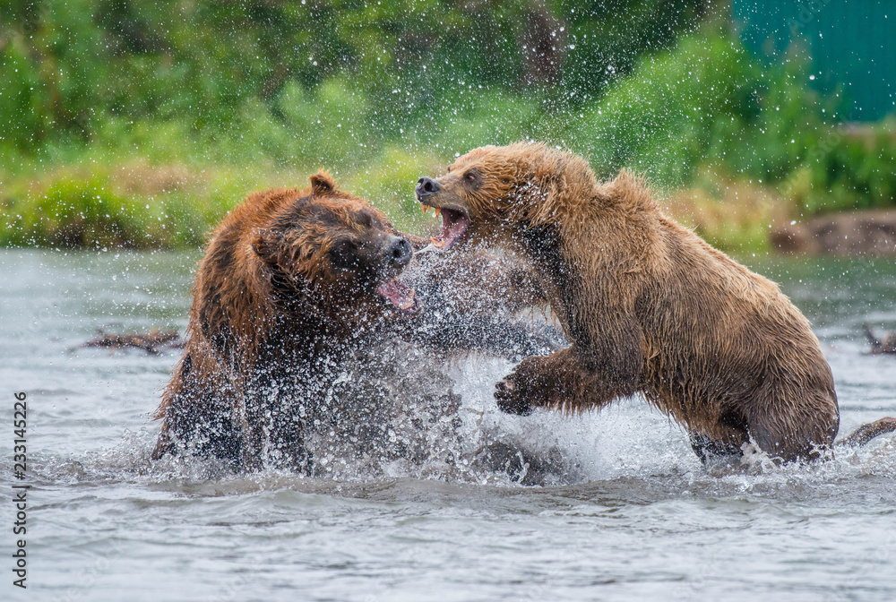 Fototapeta premium The Kamchatka brown bear is a subspecies of the brown bear, common on the territory of Eurasia. It differs from its relatives living in Siberia by its larger size and docile nature.