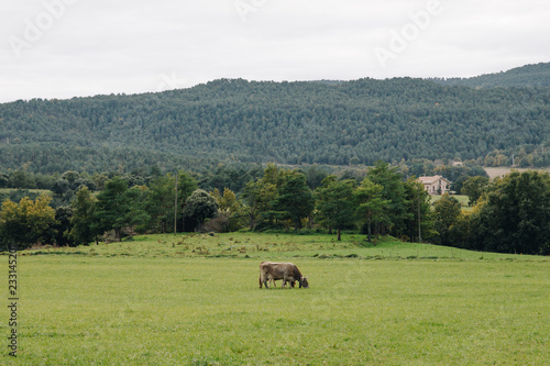 Cows on pasture © lasfotosdexus