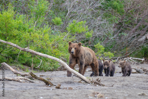 Wallpaper Mural The Kamchatka brown bear is a subspecies of the brown bear, common on the territory of Eurasia. It differs from its relatives living in Siberia by its larger size and docile nature. Torontodigital.ca