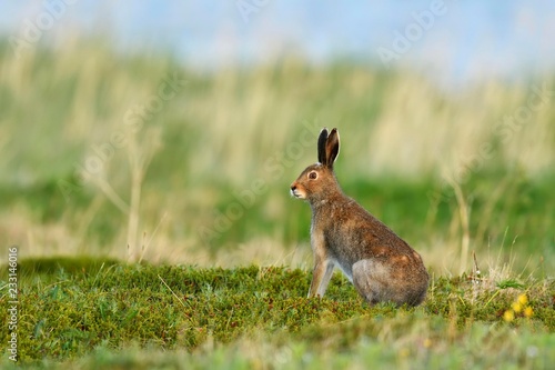 Mountain hare (Lepus timidus), in summer coat, Tundra, Varanger, Norway, Europe