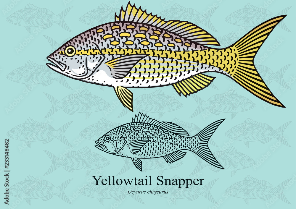Fototapeta premium Yellowtail Snapper. Vector illustration with refined details and optimized stroke that allows the image to be used in small sizes (in packaging design, decoration, educational graphics, etc.)