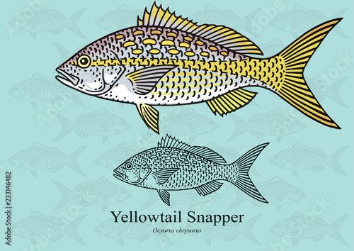 Yellowtail Snapper. Vector illustration with refined details and optimized stroke that allows the image to be used in small sizes (in packaging design, decoration, educational graphics, etc.)