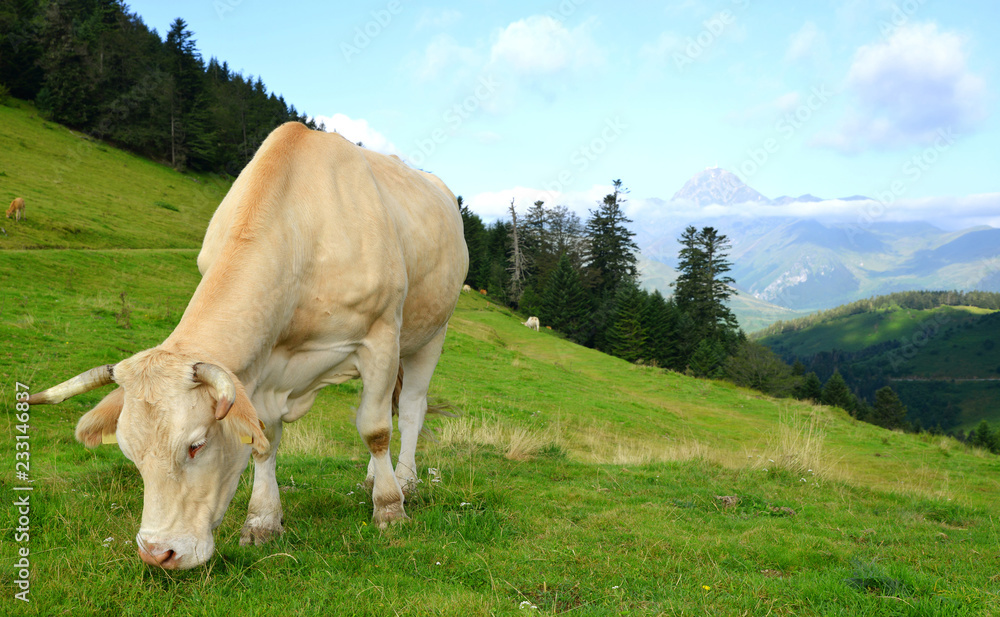 Fototapeta premium Grazing cow on a mountain meadow. Col D'Aspin in Pyrenees mountains, France.
