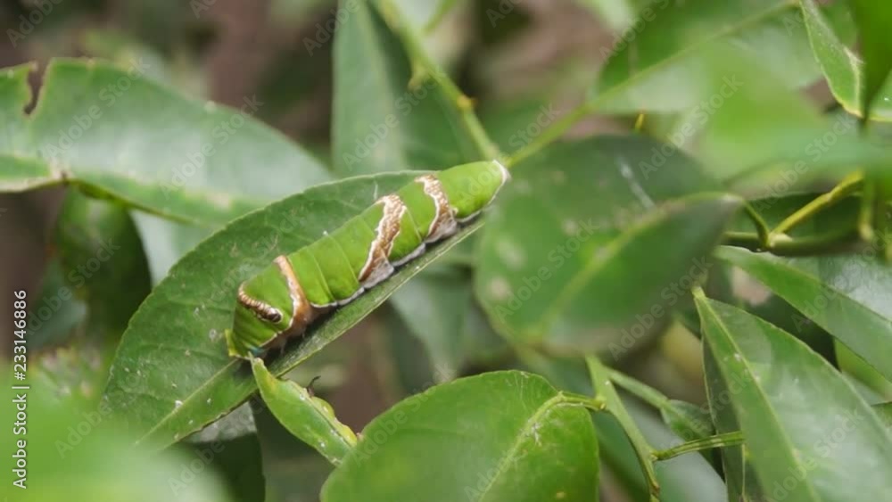 green caterpillar clings, creeping on a citrus leaf green caterpillar clings, creeping on a citrus leaf