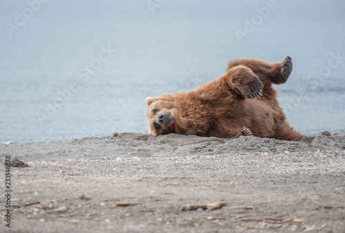 Принти на полотні The Kamchatka brown bear is a subspecies of the brown bear, common on the territory of Eurasia