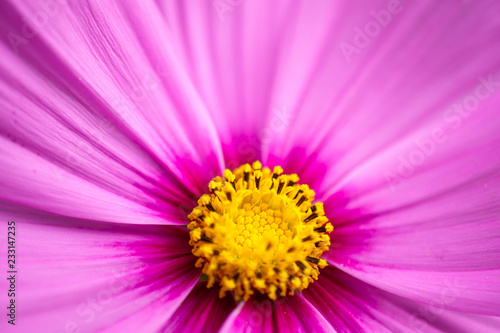 Pink Flower Macro Background