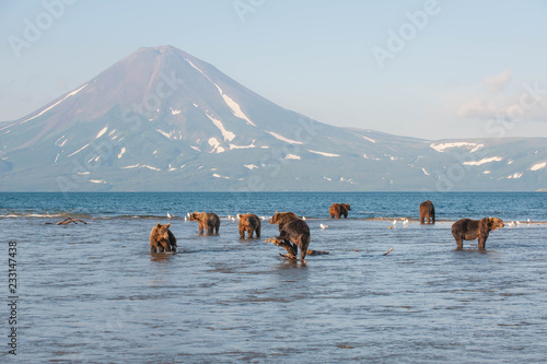 Fényképezés The Kamchatka brown bear is a subspecies of the brown bear, common on the territory of Eurasia