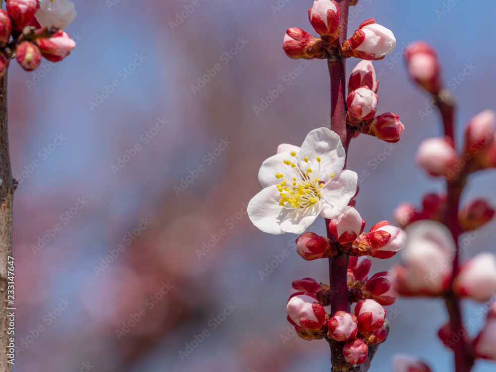 Ume is Japanese plum. Ume is Japanese plum.