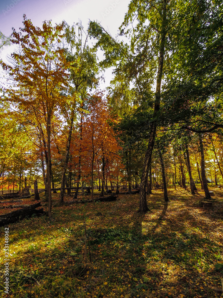 Naklejka premium autumn in the park