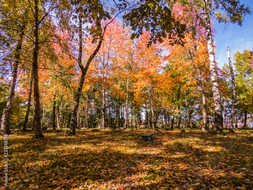 autumn in the park