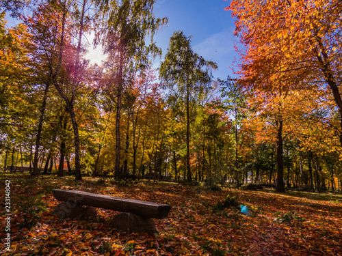 autumn in the park