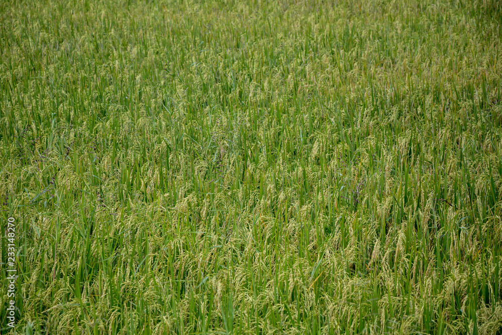 Rice field green background. Rice field green background.