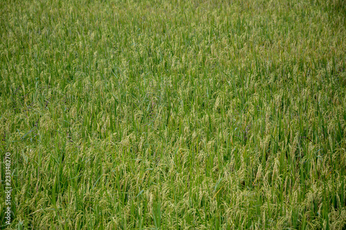 Rice field green background.