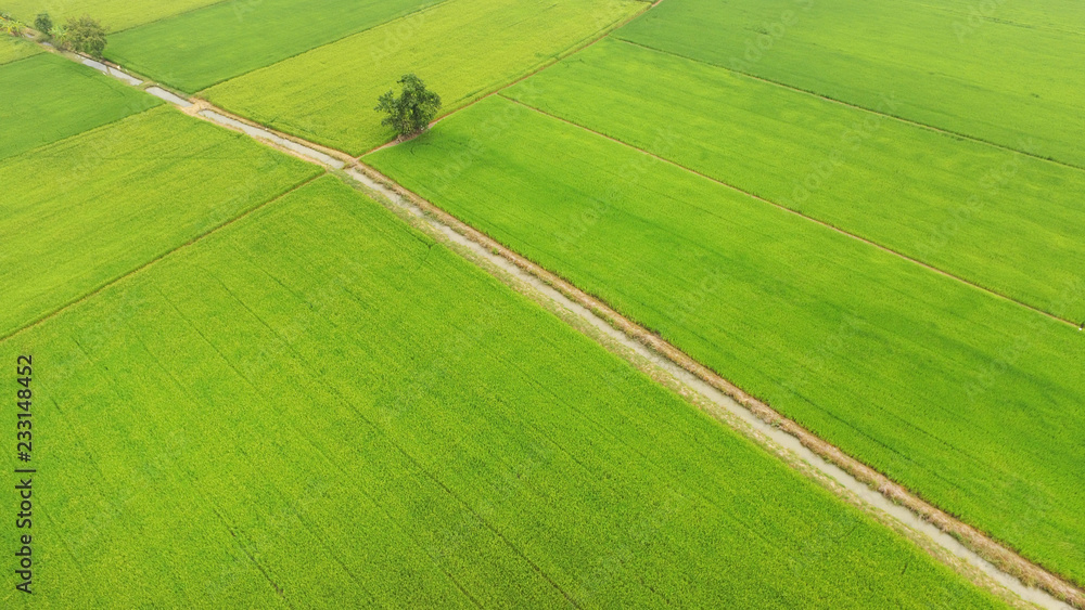 Obraz premium The beautiful landscape of rice fields in Thailand.