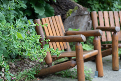 bench in garden