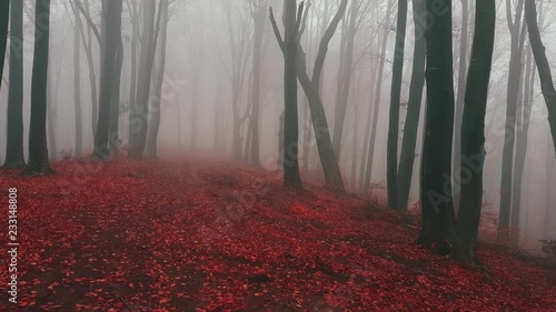 Walk on trail in foggy forest. Red leaveas on the ground and falling off the trees. Fantasy woods in autumn morning photo