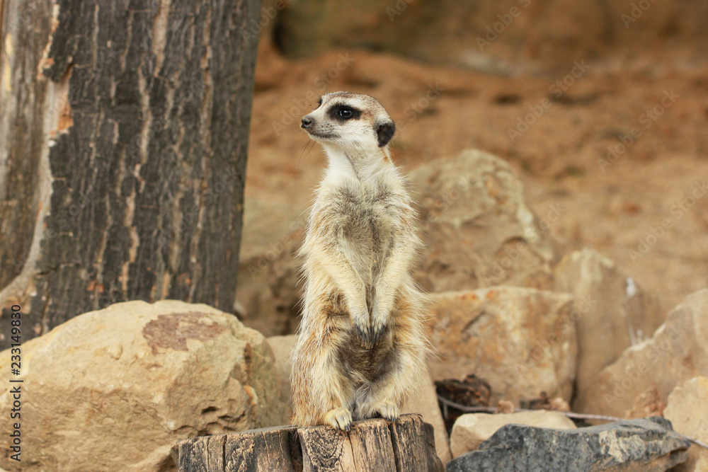 Fototapeta premium Lonely suricata standing and watching around on stony background