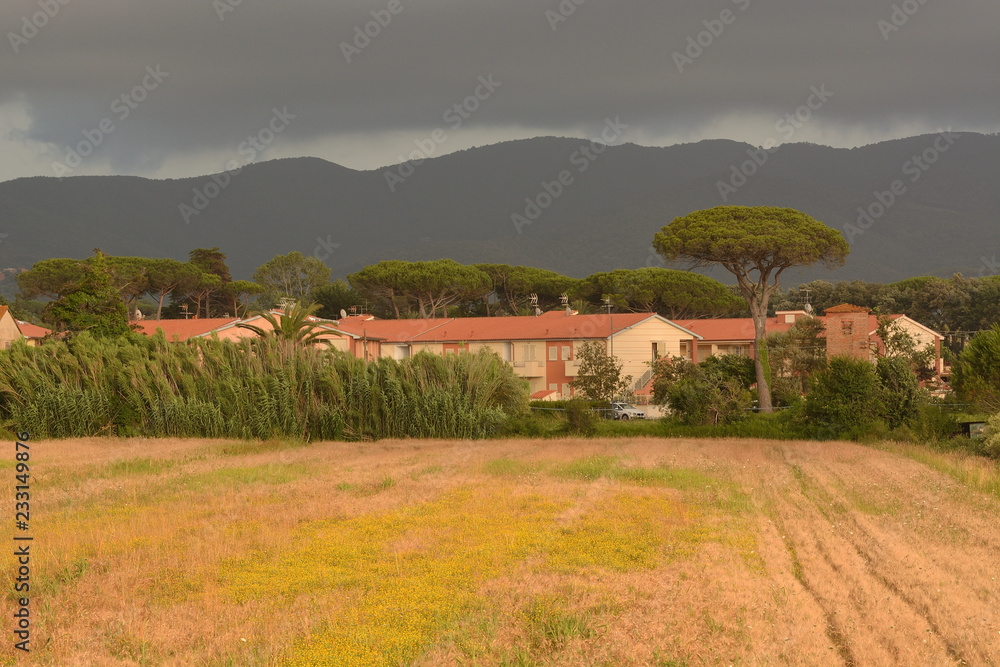 Obraz premium View of the farm in Tuscany, the Alps and the dark sky before a thunderstorm. Marina castagneto carducci. Italy.