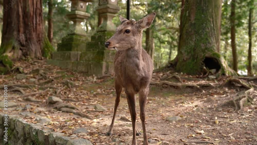 cute deer standing in the Nara park and look at the camera with a relax face cute deer standing in the Nara park and look at the camera with a relax face