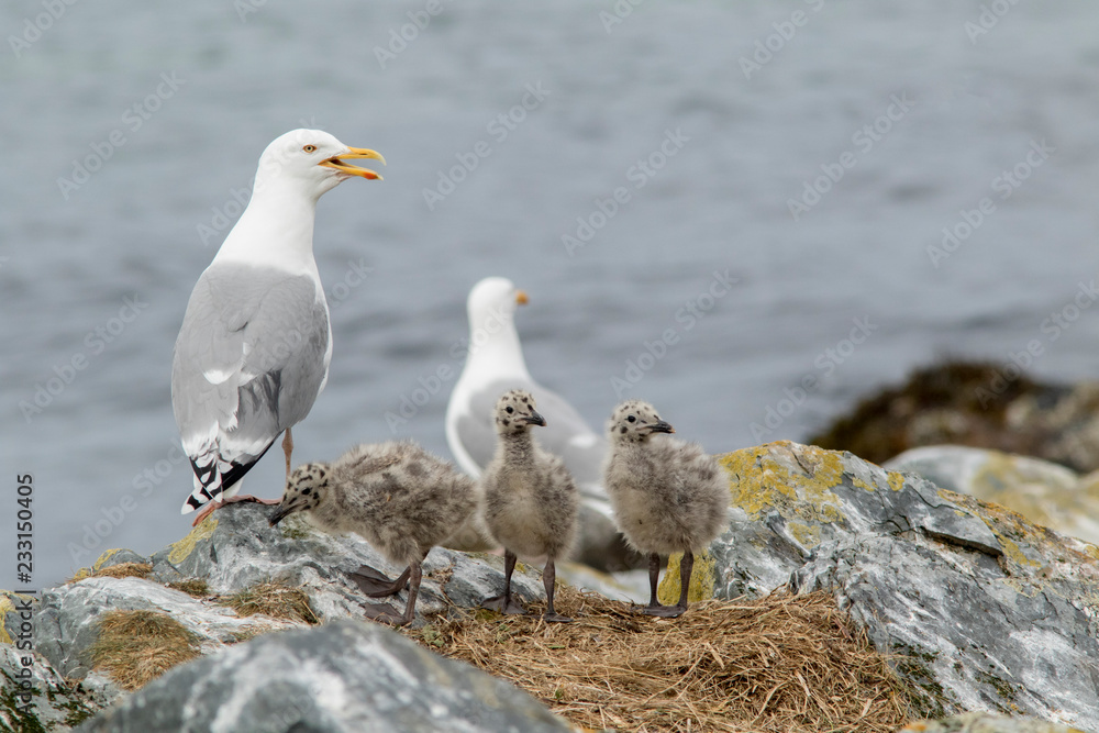 Seagull with chicks Seagull with chicks