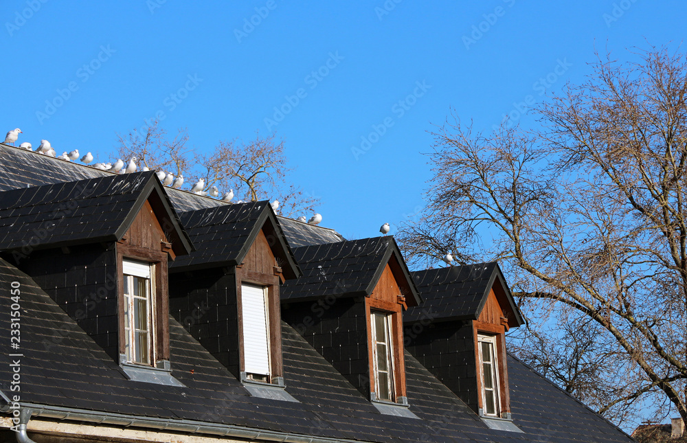 Flock of seagulls on a roof Flock of seagulls on a roof
