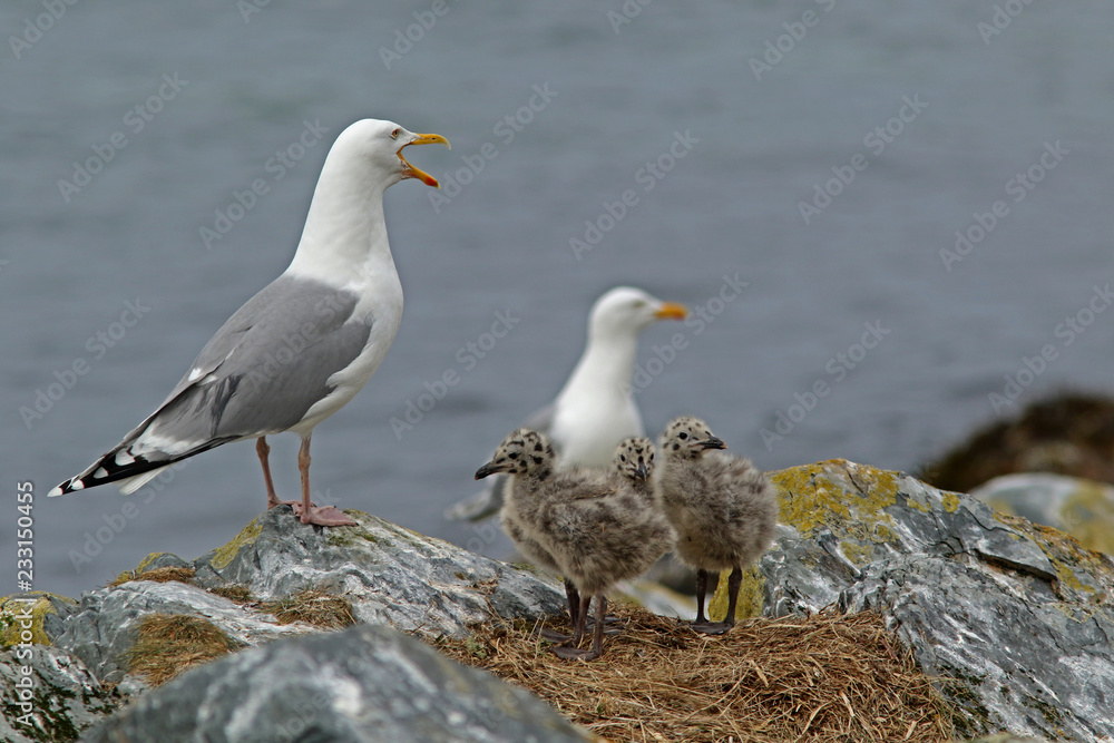seagull family on rocks seagull family on rocks
