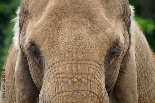 closeup of an elephant