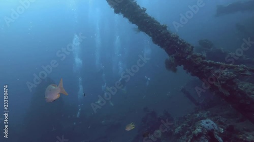 Snapper swim near the board shipwreck USAT Liberty. Black Spot Snapper - Lutjanus monostigma, Bali, Oceania, Indonesia photo