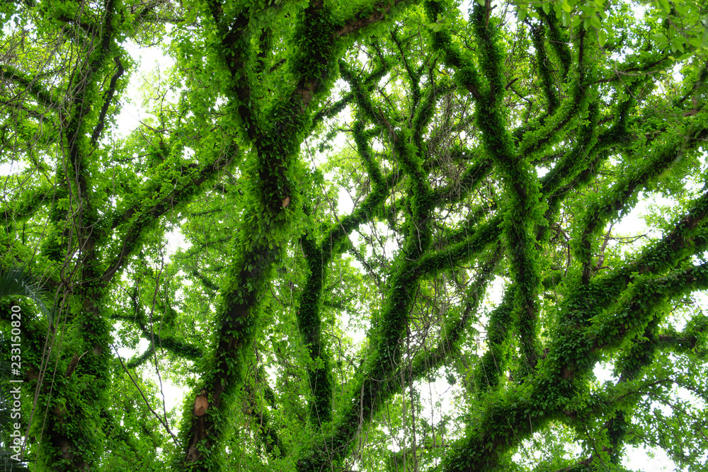 Fototapeta premium big tree. Patterned green branches On the tree wld beauty