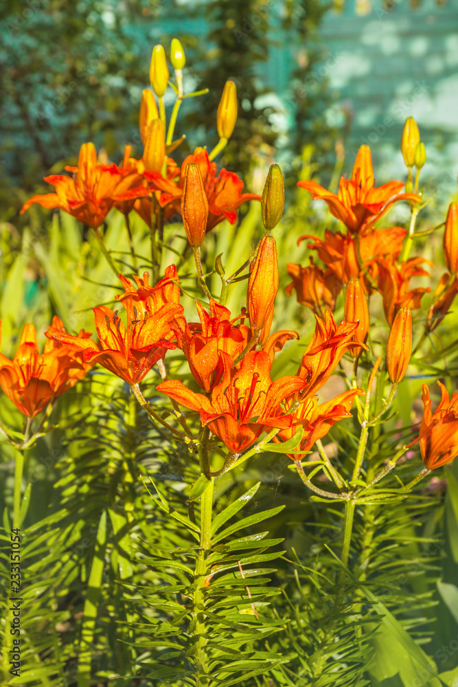 Sunlit orange saffron lilies(Lilium dahuricum; Lilium pensylvanicum) Sunlit orange saffron lilies(Lilium dahuricum; Lilium pensylvanicum)